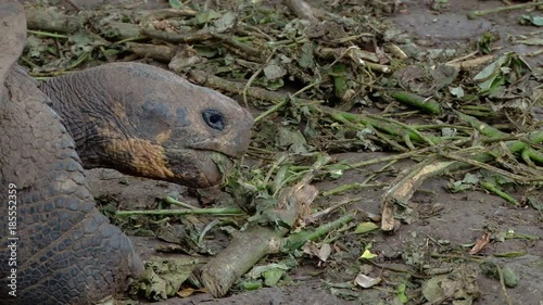 Head shot of giant tortoise on Galapagos as it eats decaying plants photo