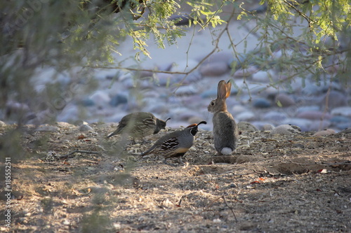 Desert birds tend to be much more abundant where the vegetation is lusher and thus offers more insects, fruit and seeds as food.  Where the Arizona cities of Phoenix, Scottsdale, Tucson and Mesa