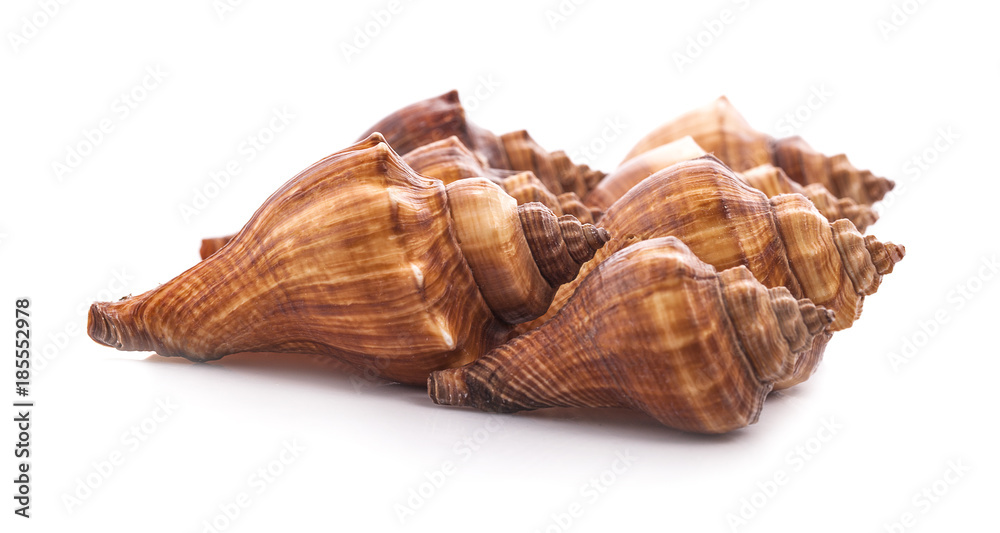 Sea shell on white background