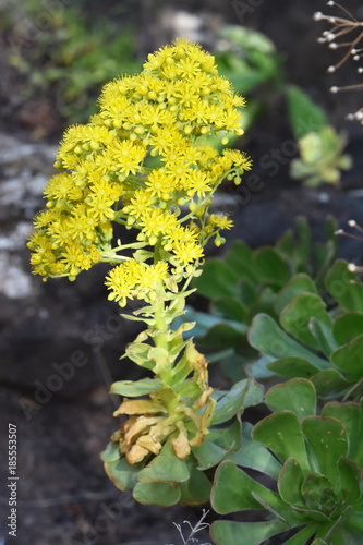 The subtropical succulent Desert Pinwheel Rose Aeonium arboreum native to Canary Islands photo