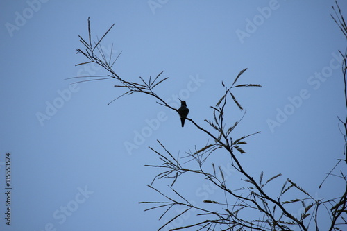 Desert birds tend to be much more abundant where the vegetation is lusher and thus offers more insects  fruit and seeds as food.  Where the Arizona cities of Phoenix  Scottsdale  Tucson and Mesa