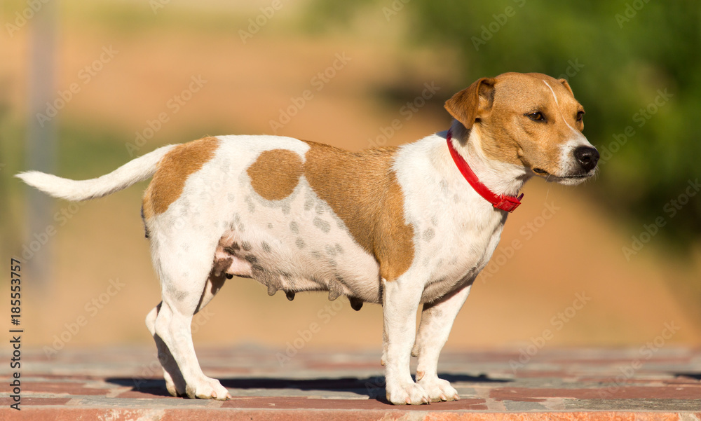 Portrait of a dog on a pavement in a park Portrait of a dog on a pavement in a park