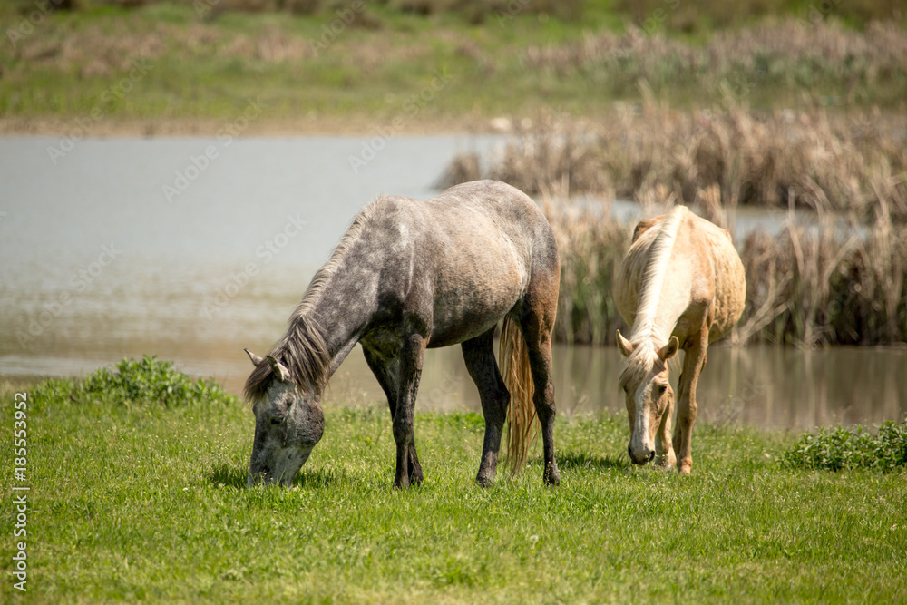Obraz premium Horses in the pasture in the spring