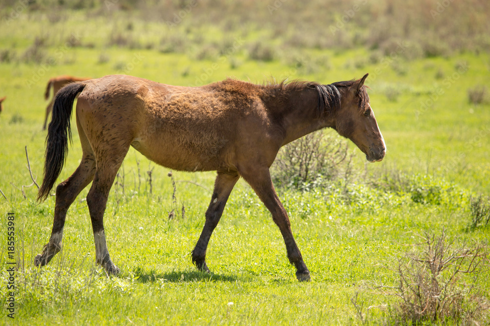 Horses in the pasture in the spring Horses in the pasture in the spring