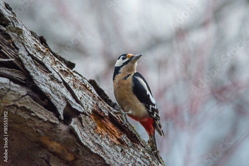Wildlife photo, woodpecker on old wood, Slovakia forest, Europe