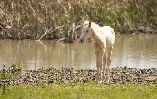 Fototapeta Naklejka Na Ścianę i Meble -  Horses in the pasture in the spring