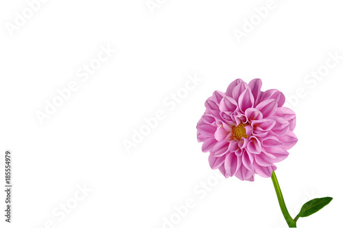 Pink Dahlia on a black background, tilted laterally into the picture