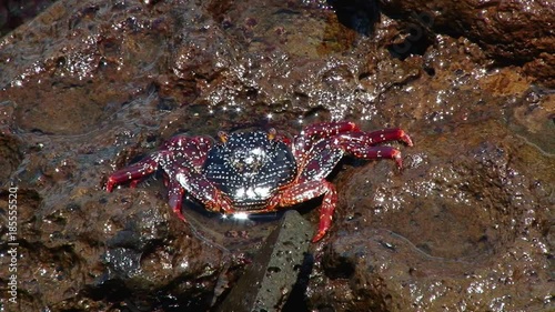 Sally Lightfoot Crab sits on a coastal rock on San Cristobal in the Galapagos  photo