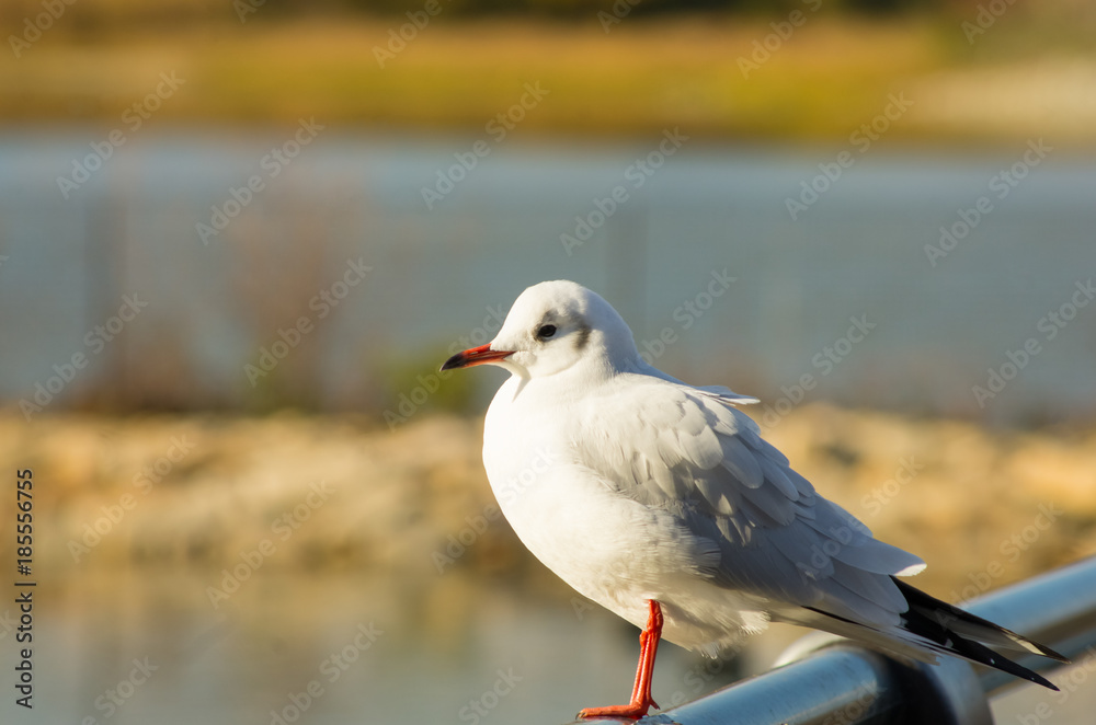 Fototapeta premium ユリカモメ