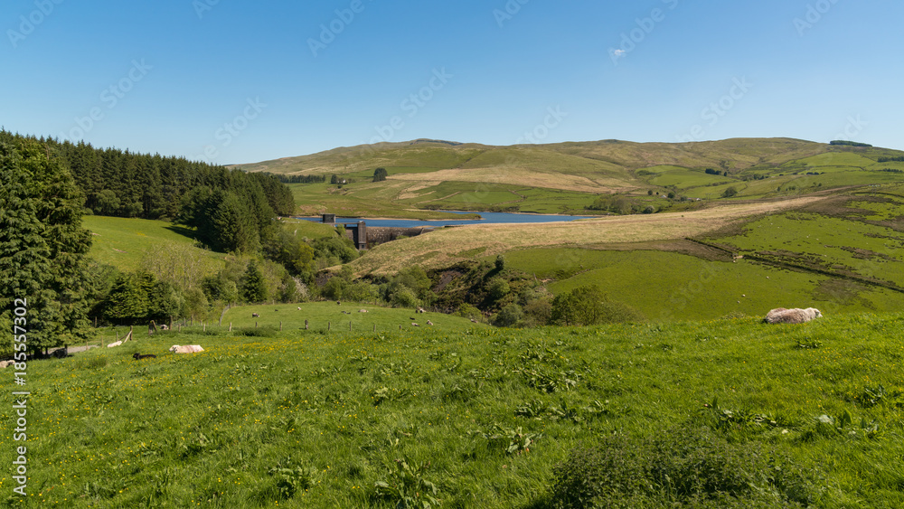 Sheep on a meadow and the Dinas Reservoir, near Ponterwyd Ceredigion, Dyfed, Wales, UK