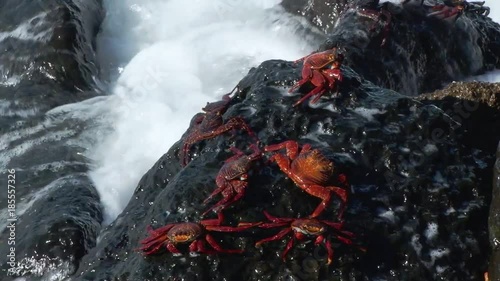 Multiple Sally Lightfoot crabs on rocks as wave crashes over them in the Galapagos  photo