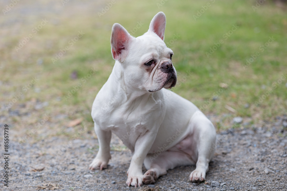 Beautiful dog french bulldog white, close-up.