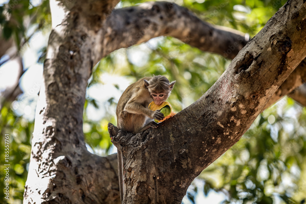 Monkey Eating a Fruit