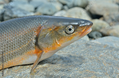 Fish (Leuciscus brandti) 6