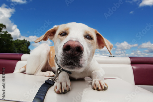 Dog close up in a boat enjoying the ride on a sunny day