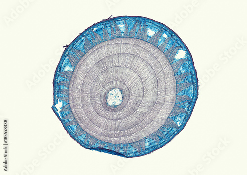 Tilia, basswood, older woody stem - microscopic cross section cut of a plant stem