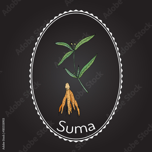 Suma root pfaffia paniculata , or brazilian ginseng