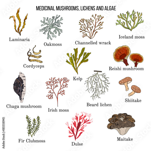 Medicinal mushrooms, lichens and seaweeds