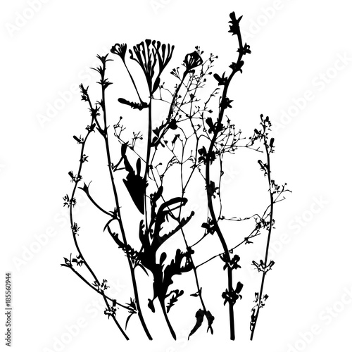 Meadow grasses, herbs and flowers outlines.