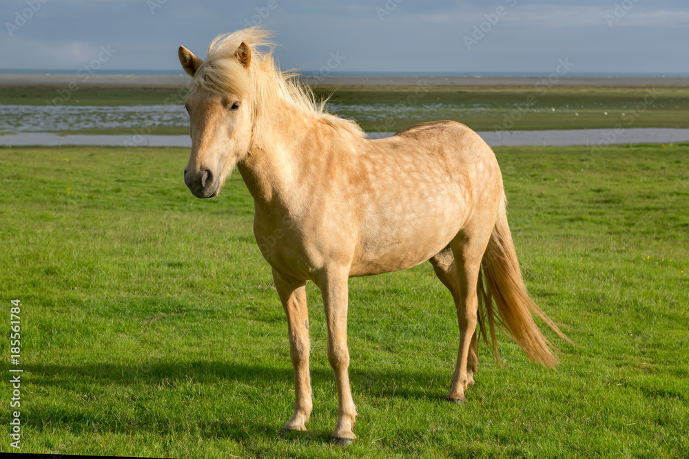 Horse Horse
