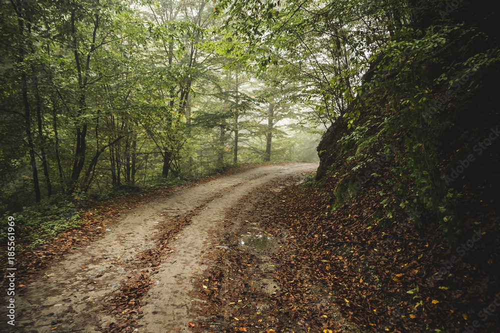 Naklejka premium Road through the misty woods