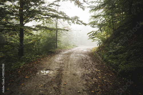 Road through the misty woods