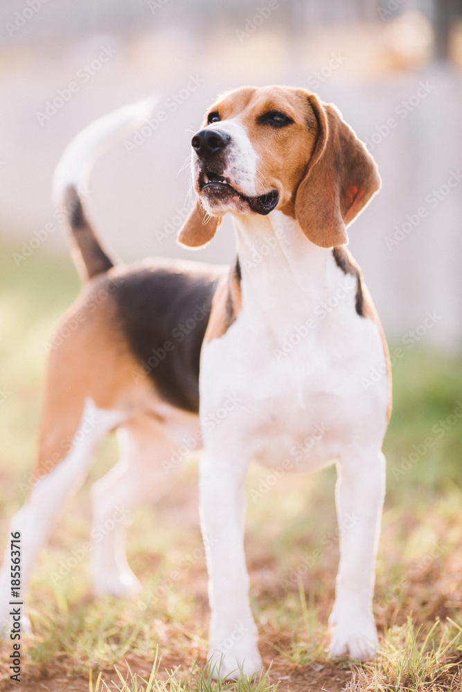 Perro beagle jugando al aire libre, animal de compañía Perro beagle jugando al aire libre, animal de compañía