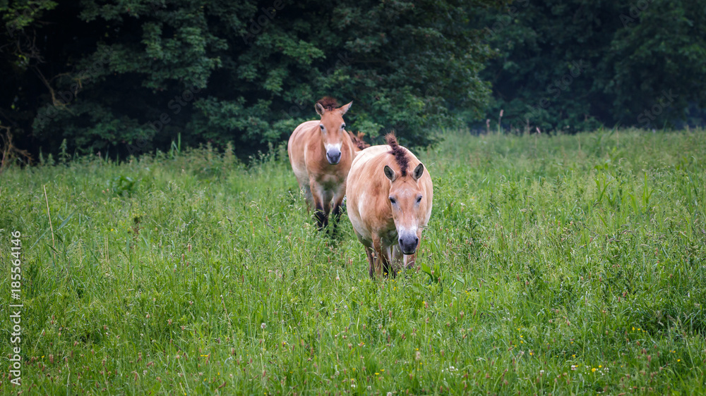 Fototapeta premium Przewalski Horses