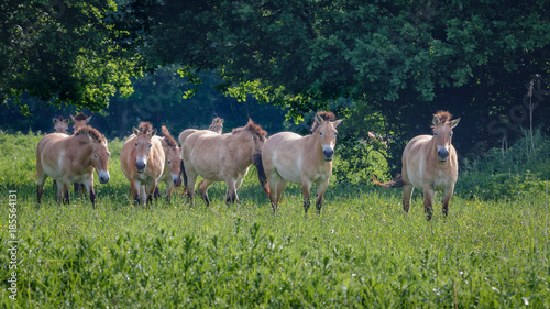 Przewalski Horses