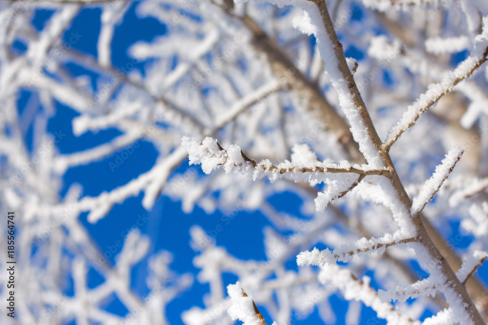 Tree branch in frost on blue sky