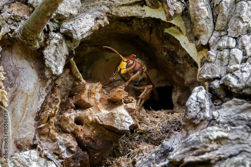 Hornet nest in tree