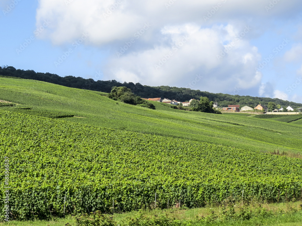 Champagne, France. Hills covered with vineyards in the wine region of Champagne, France.