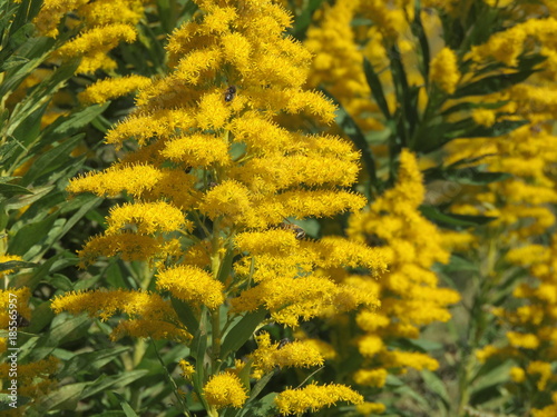 Solidago canadensis or Canada goldenrod or Canadian goldenrod.