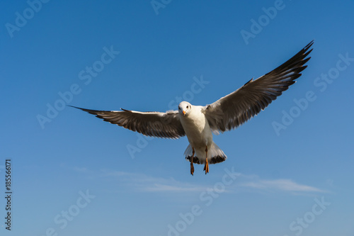 Seagull flying on the blue sky