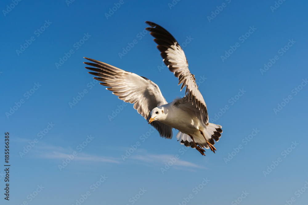 Obraz premium Seagull flying on the blue sky