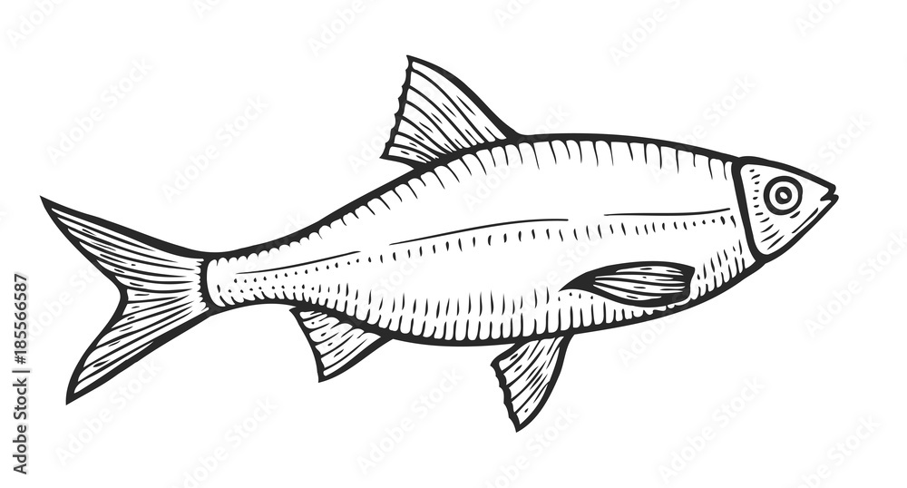 Hand drawn Roach fish Hand drawn Roach fish