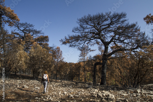 Bosque quemado después de un incendio