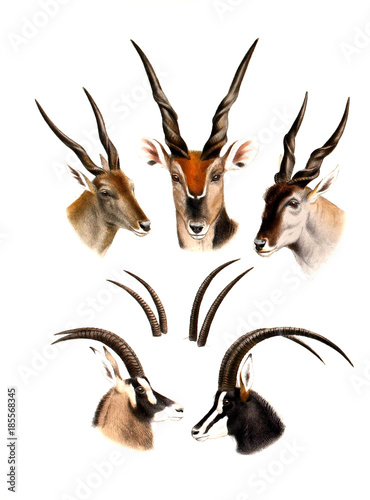 Illustration of an antelope.
