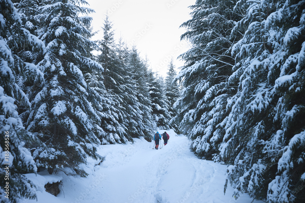 Hikers go up on snow slope in snow-covered spruce forest at winter morning