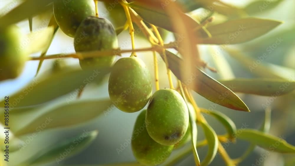 Ripe olives growing on a tree closeup. Olive oil. Slow motion 4K UHD video footage. 3840X2160
