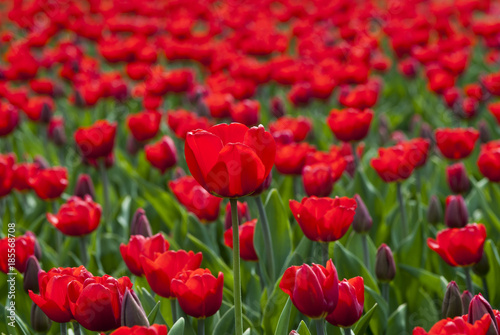 Поле красных тюльпанов