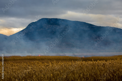 littering reeds near the lake