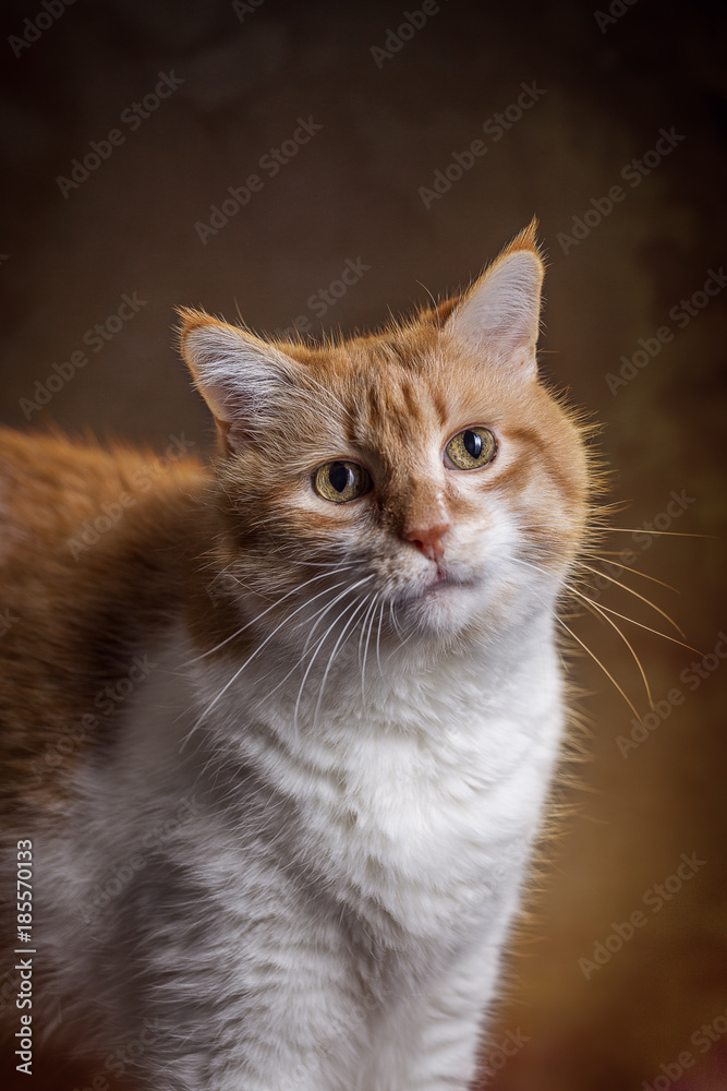 Maine Coon Katze vor passendem Hintergrund