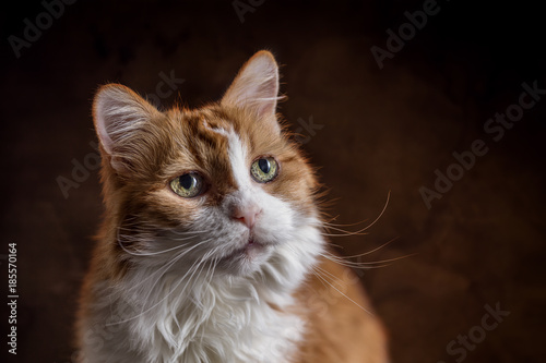 Senior Kater vor passendem Hintergrund