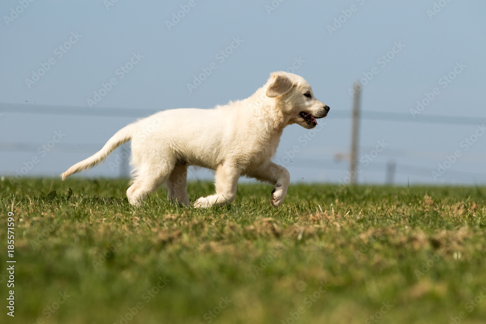 Fototapeta premium .puppy retriever 