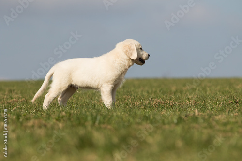 .puppy retriever "withe diamond" in summer on a meadow