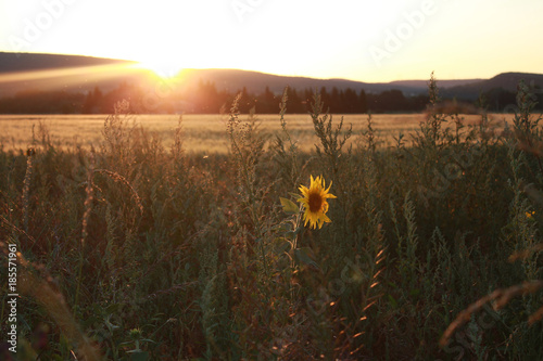 yellow sunflower field in warm evening sun light