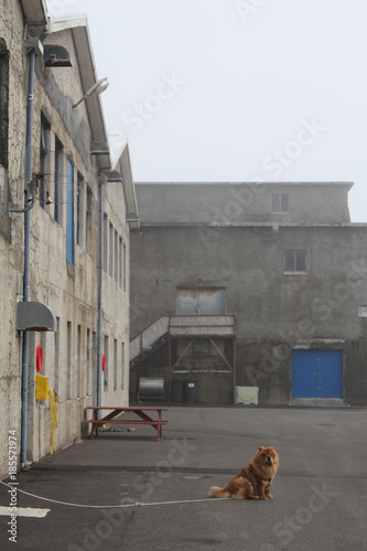 Buildings of old fisher village with fog in Iceland