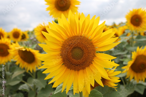 yellow sunflower field in warm evening sun light © Julia