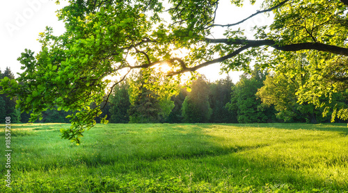 Summer green meadow with trees 